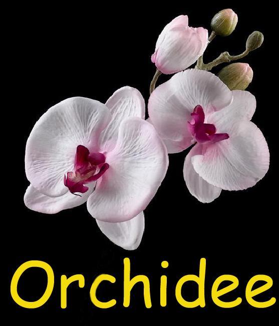 Apartamento Orchidee Comines-Warneton Exterior foto
